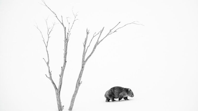 Charles Davis. Работа победителя конкурса Australian Geographic Nature Photographer of the Year 2020