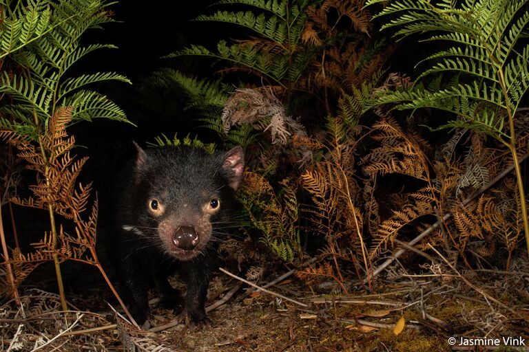 Jasmine Vink. Работа победителя конкурса Australian Geographic Nature Photographer of the Year 2020