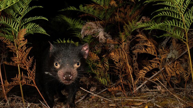 Jasmine Vink. Работа победителя конкурса Australian Geographic Nature Photographer of the Year 2020