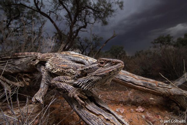 Jari Cornelis. Работа победителя конкурса Australian Geographic Nature Photographer of the Year 2020