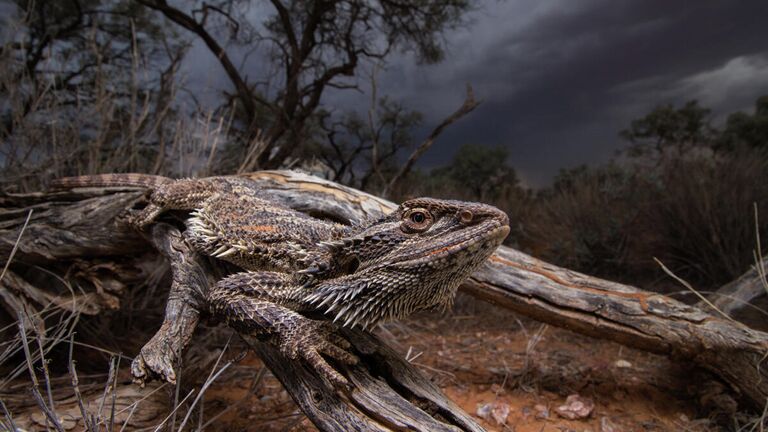 Jari Cornelis. Работа победителя конкурса Australian Geographic Nature Photographer of the Year 2020