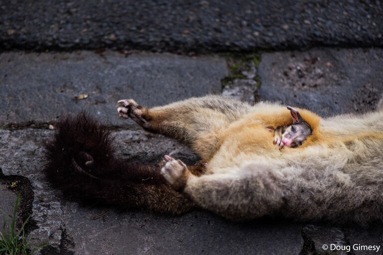 Doug Gimesy. Работа победителя конкурса Australian Geographic Nature Photographer of the Year 2020