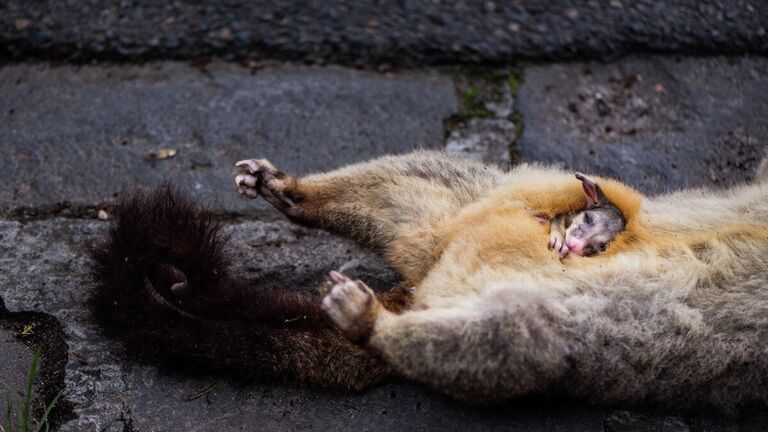 Doug Gimesy. Работа победителя конкурса Australian Geographic Nature Photographer of the Year 2020