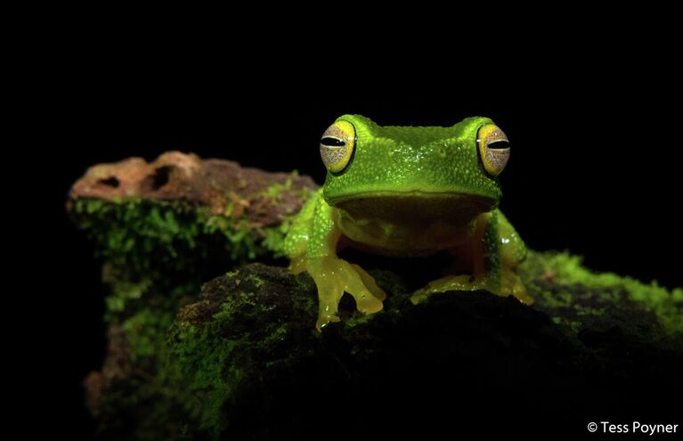 Tess Poyner. Работа победителя конкурса Australian Geographic Nature Photographer of the Year 2020