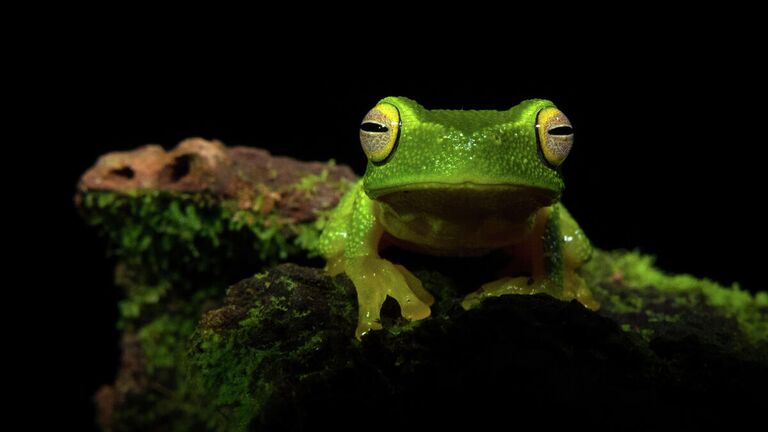 Tess Poyner. Работа победителя конкурса Australian Geographic Nature Photographer of the Year 2020