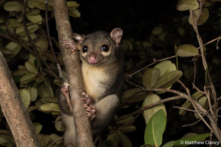 Matthew Clancy. Работа победителя конкурса Australian Geographic Nature Photographer of the Year 2020