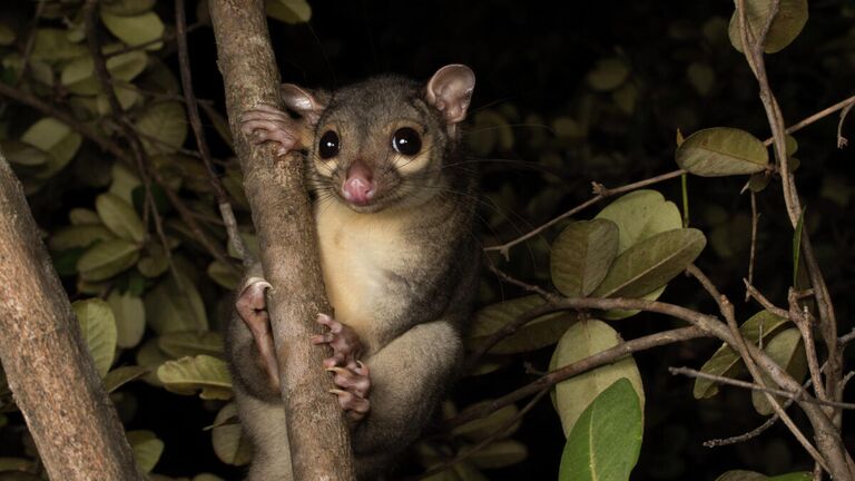 Matthew Clancy. Работа победителя конкурса Australian Geographic Nature Photographer of the Year 2020