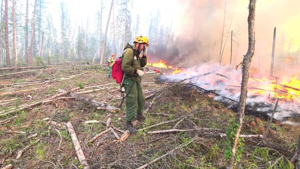 Сотрудники Авиалесоохраны проводят противопожарные мероприятия для препятствия распространения лесных пожаров в Красноярском крае. Стоп-кадр с видео