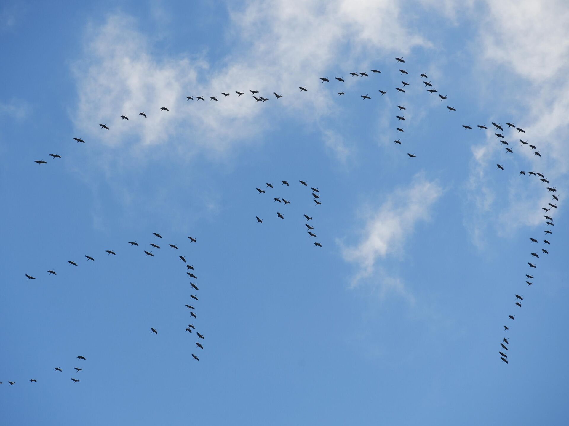 Птицы Улетают На Юг Фото