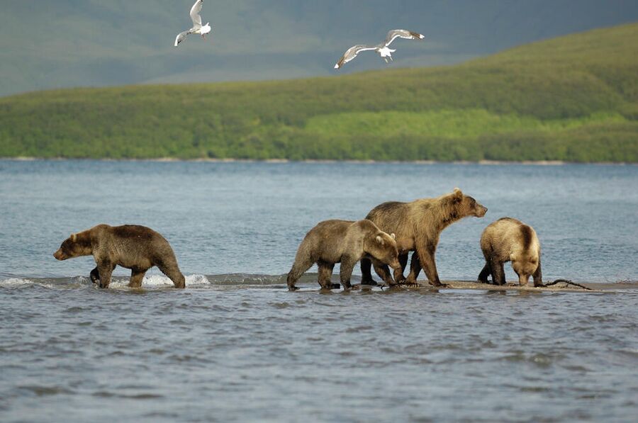 Медведи на Курильском озере