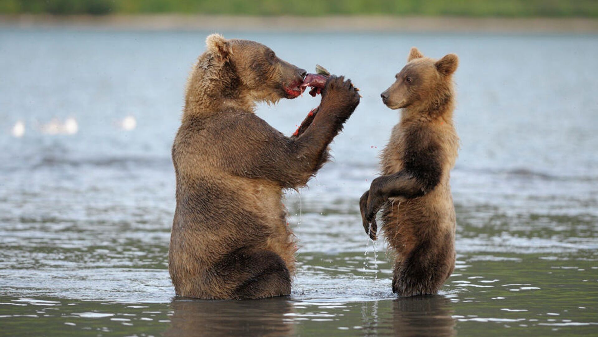 Медведи на Курильском озере - РИА Новости, 1920, 04.09.2020