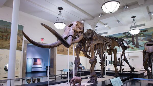 Скелет мастодонта в Американском музее естественной истории