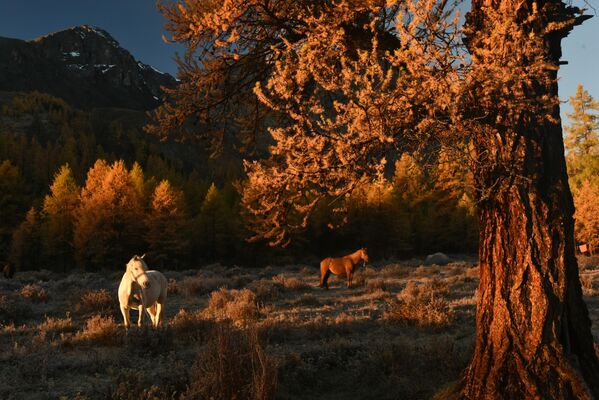 Лошади пасутся в долине реки Каракабак Северо-Чуйского хребта Республики Алтай