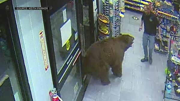 Медведь-воришка зашел в магазин