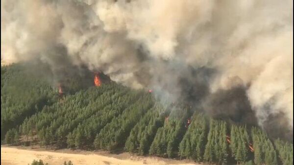 Кадры  лесного пожара в Ростовской области