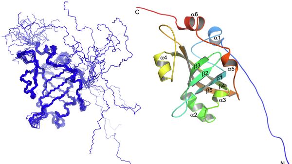 Структура белка Est3 — компонента теломеразы термофильных дрожжей Hansenula polymorpha