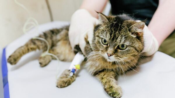 Ветеринар держит кошку во время обследования