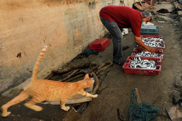 Кошка проходит мимо рыбака в морском порту Газы