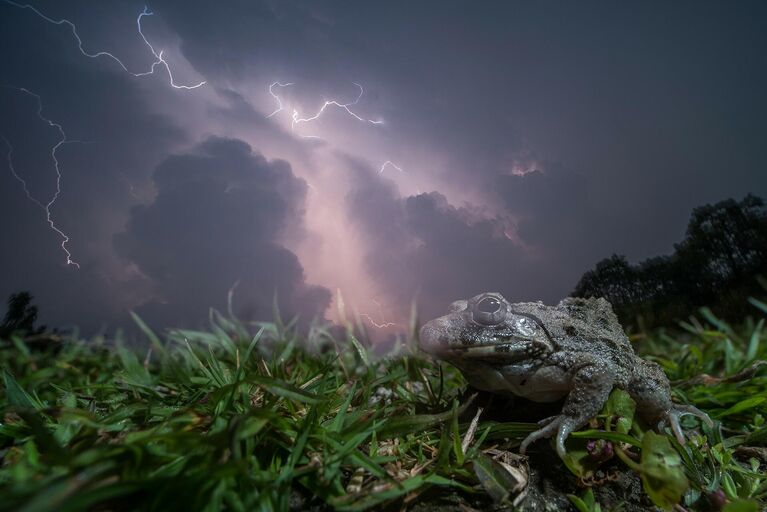 Ripan Biswas. Работа победителя конкурса The Nature inFocus Photography Awards 2020