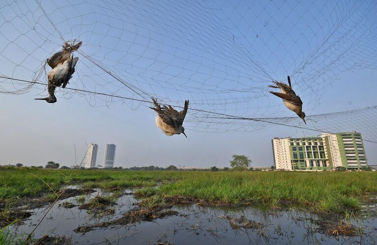 Abhijit Addya. Работа участника конкурса The Nature inFocus Photography Awards 2020