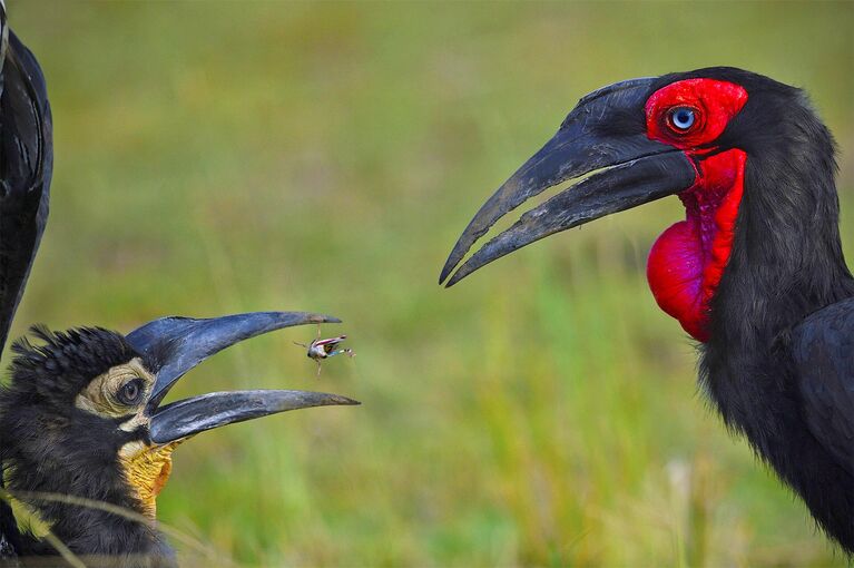 Varun Thakkar. Работа участника конкурса The Nature inFocus Photography Awards 2020