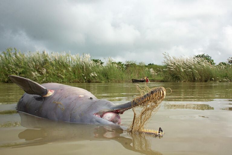 Ganesh Chowdhury. Работа участника конкурса The Nature inFocus Photography Awards 2020