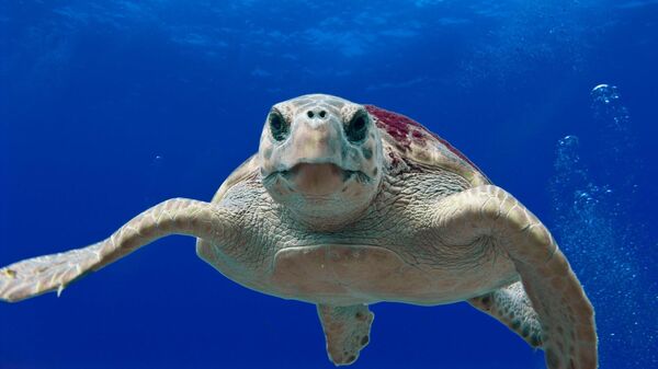 Логгерхед, головастая морская черепаха