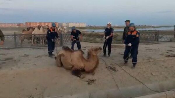Спасение из бетонной ловушки: как из водостока доставали верблюда