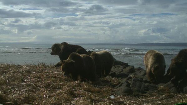 Многодетная медвежья семья на берегу Кроноцкого залива
