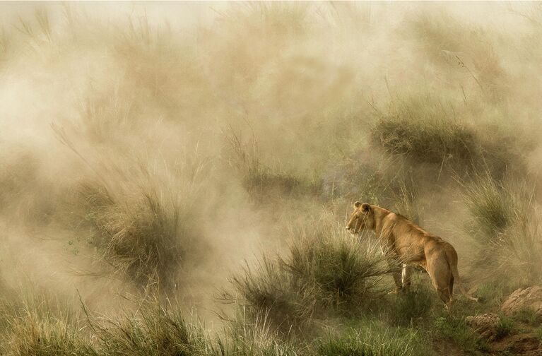 Diana Knight. Работа победителя конкурса National Geographic Traveller Photography Competition 2020