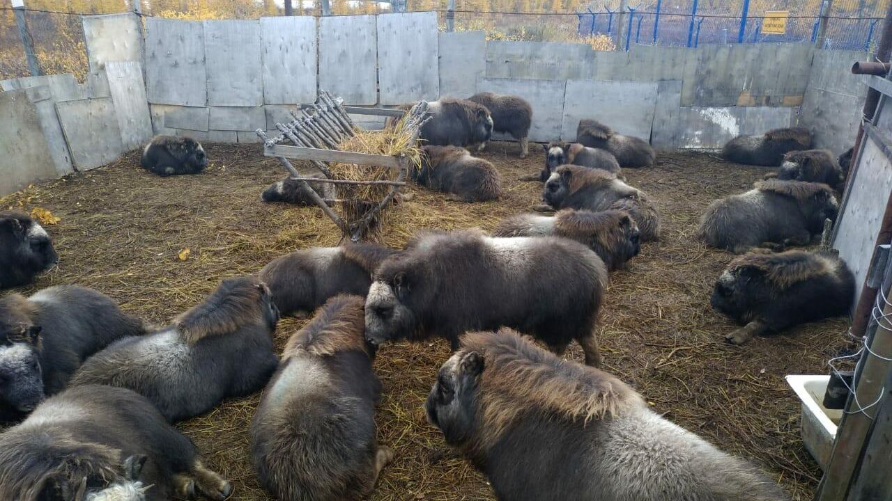 Телята овцебыков в вольере в селе Саскылах, отловленные для передачи в Магаданскую область - РИА Новости, 1920, 08.09.2020