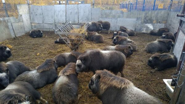 Телята овцебыков в вольере в селе Саскылах, отловленные для передачи в Магаданскую область