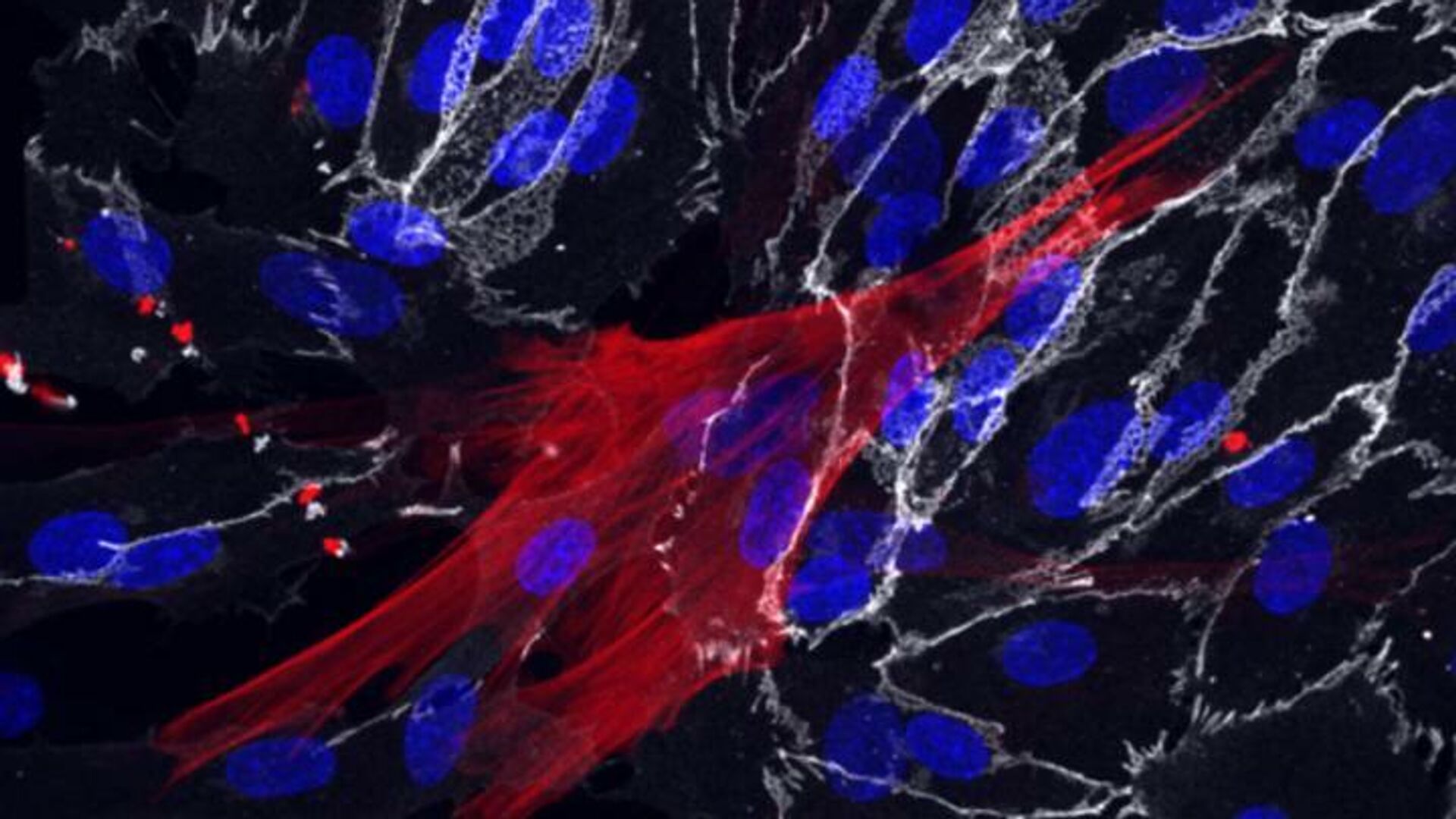 Фибробласты кожи, перепрограммированные в клетки гладких мышц (красные) и эндотелиальные клетки (белые), которые окружают кровеносные сосуды. Ядра клеток показаны синим цветом - РИА Новости, 1920, 03.03.2021