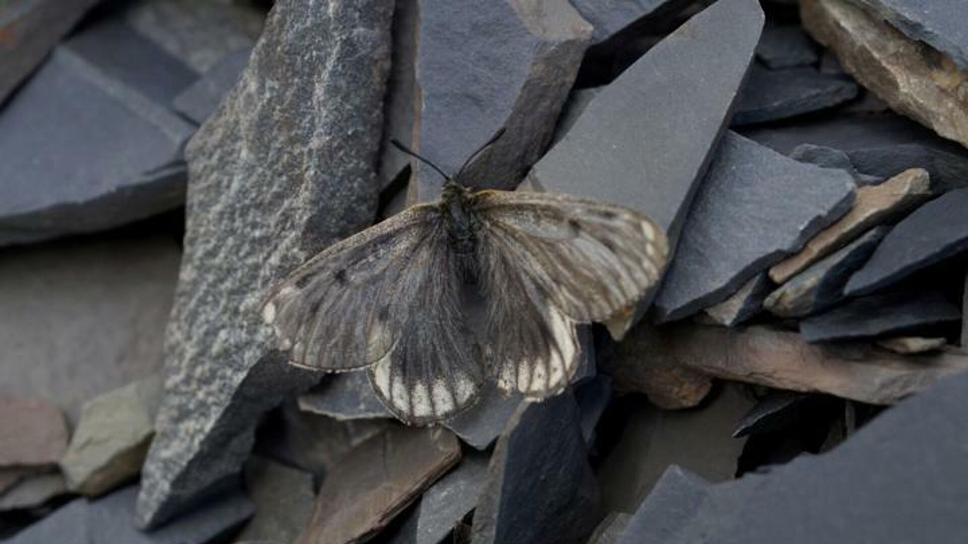 Новый подвид арктической бабочки-аполлона Parnassius arcticus arbugaevi - РИА Новости, 1920, 09.10.2020