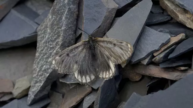 Новый подвид аполлона арктического Parnassius arcticus arbugaevi