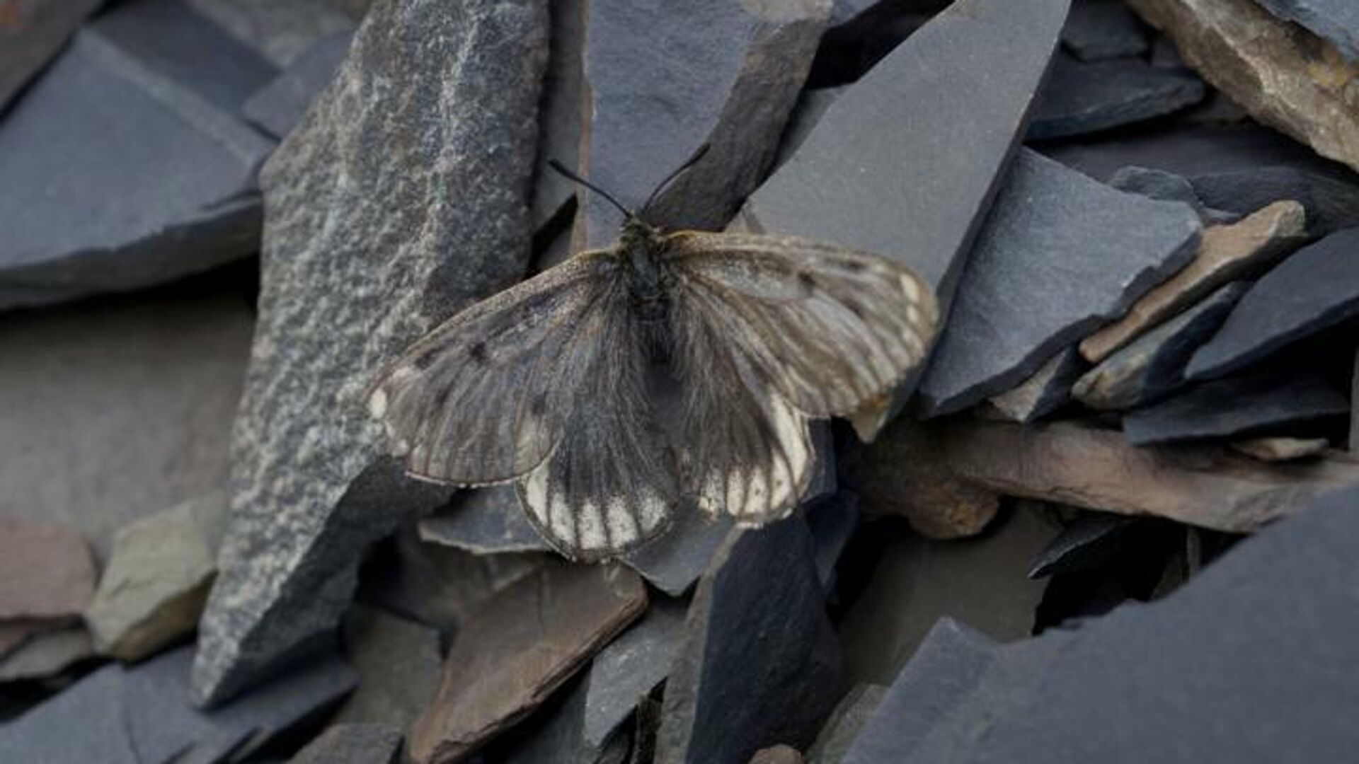 Новый подвид арктической бабочки-аполлона Parnassius arcticus arbugaevi - РИА Новости, 1920, 09.10.2020
