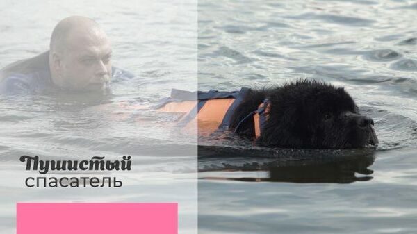 Пушистые спасатели: как собаки помогают следить за безопасностью на воде в Москве