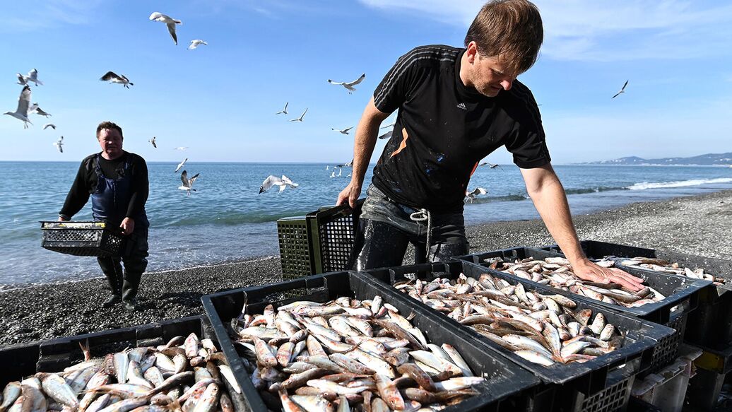 ВАРПЭ оценила перспективы возобновления промысла сайры в России