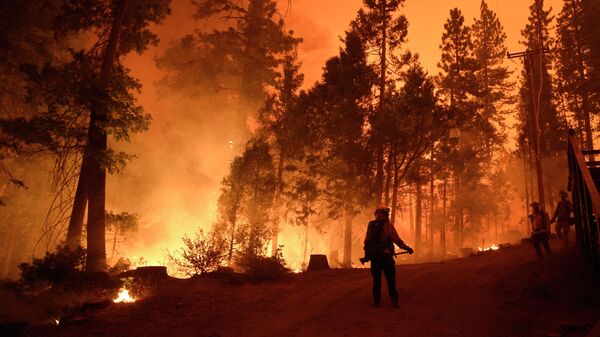 Пожарные во время тушения лесного пожара