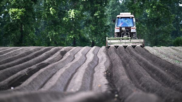 Механизированное гребнеобразование посадок картофеля на полях  СХП Мичуринец в Новосибирской области
