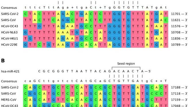 Сайты связывания микроРНК miRNA hsa-miR-21-3p и hsa-miR-421, общие для шести из семи коронавирусов человека - РИА Новости, 1920, 14.09.2020