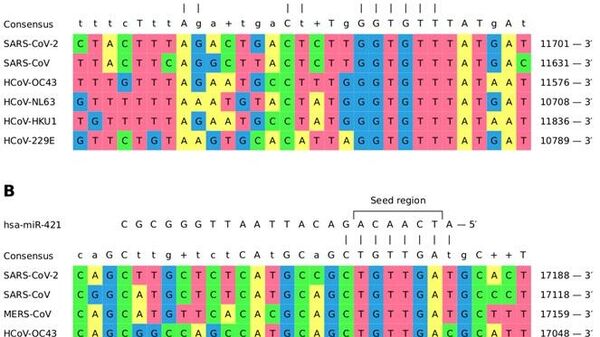 Сайты связывания микроРНК miRNA hsa-miR-21-3p и hsa-miR-421, общие для шести из семи коронавирусов человека