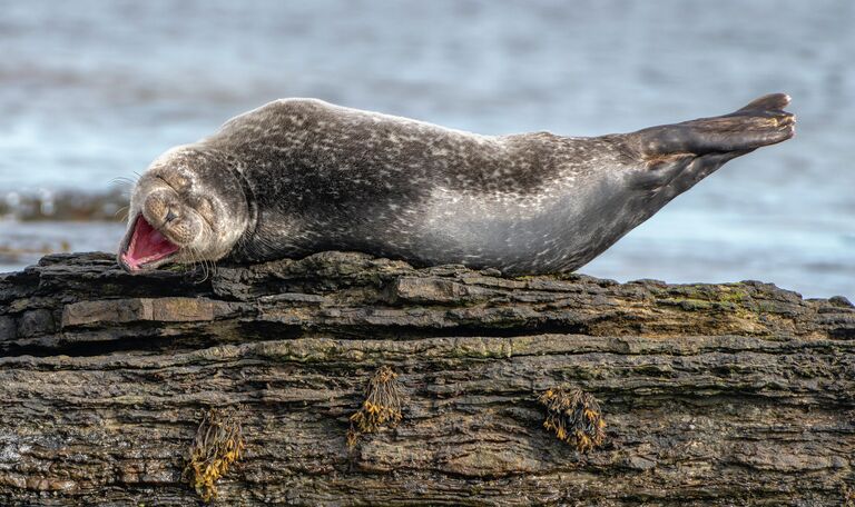 Ken Crossan. Работа финалиста конкурса Comedy Wildlife Photography Awards 2020