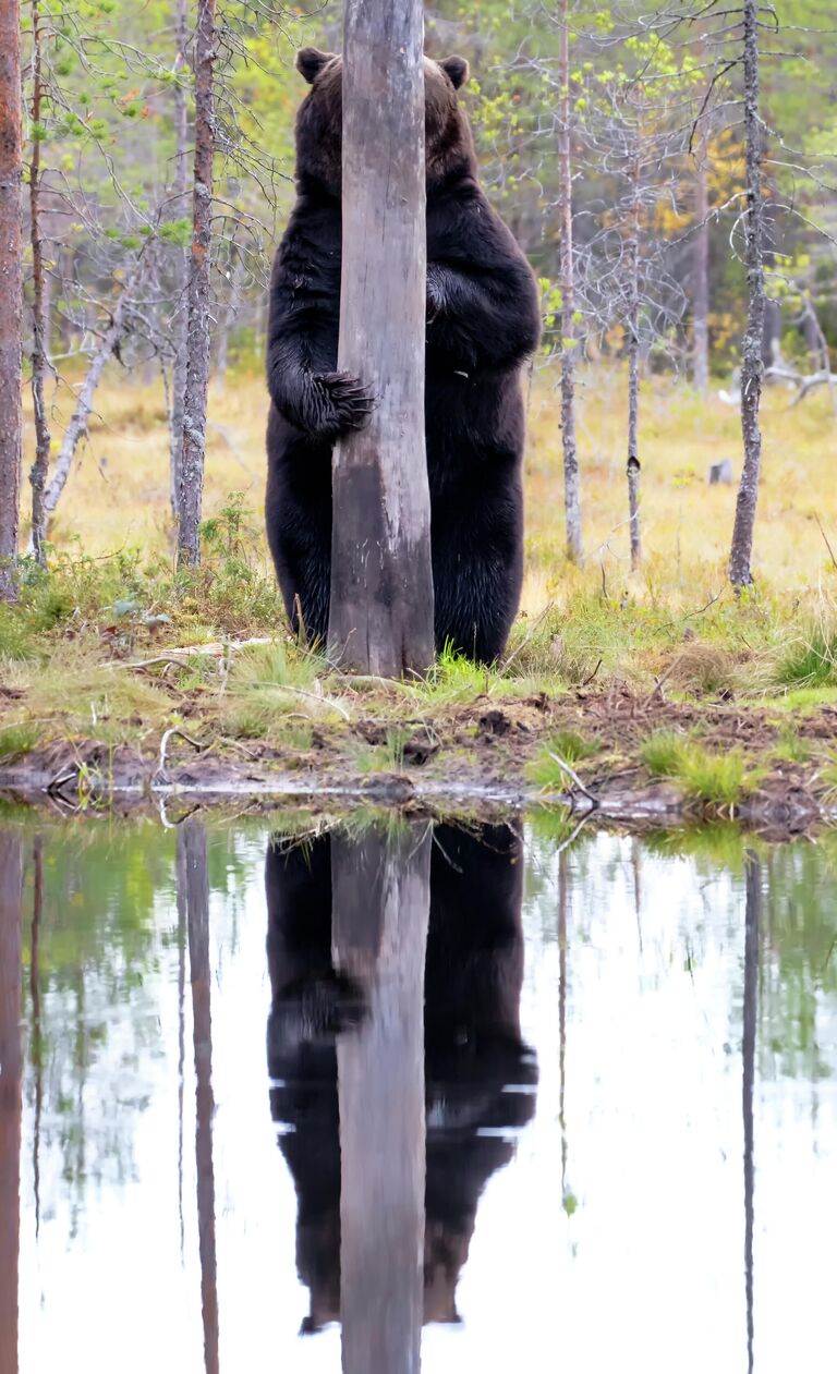 Esa Ringbom. Работа финалиста конкурса Comedy Wildlife Photography Awards 2020