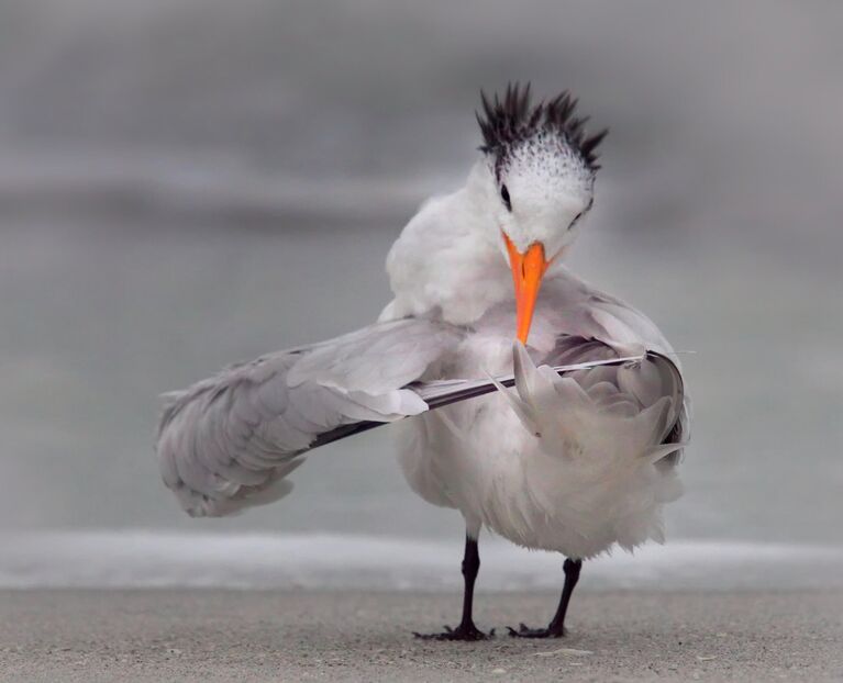 Danielle D'Ermo. Работа финалиста конкурса Comedy Wildlife Photography Awards 2020