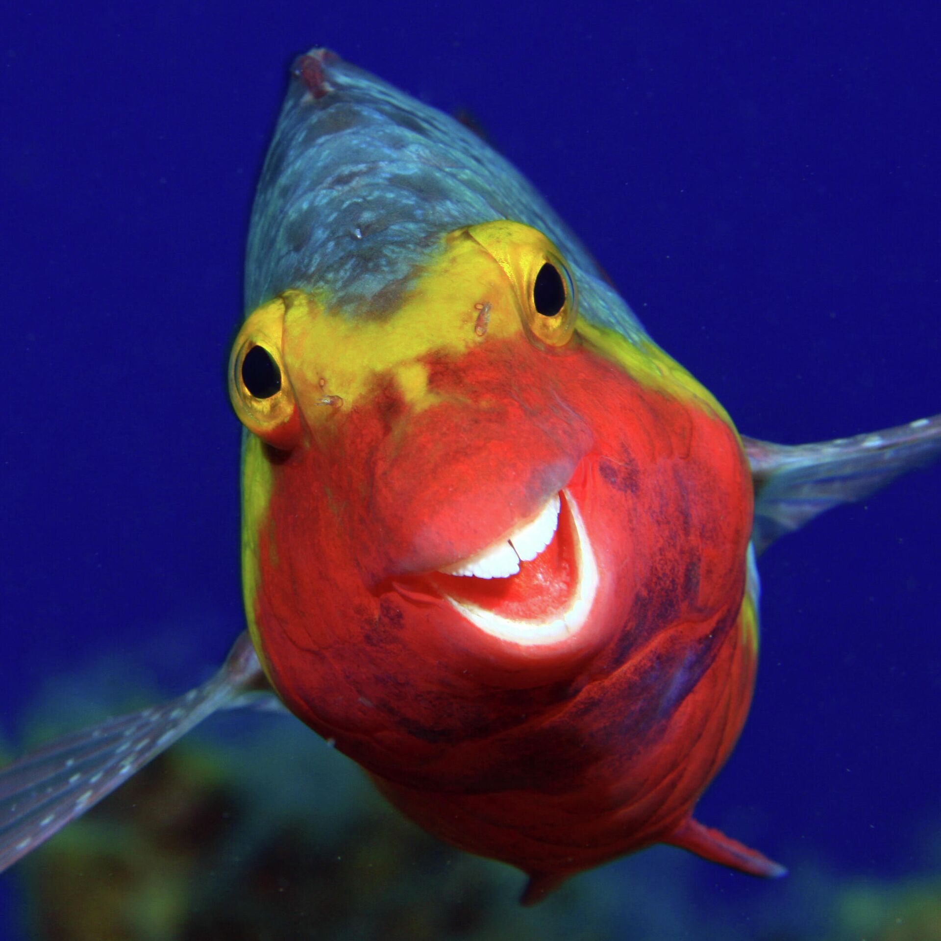 Рыба смешная картинка. Зелёная шишколобая рыба-попугай. Рыба попугай океаническая. Рыба попугай клюв. Рифовый попугай аквариумная рыбка.