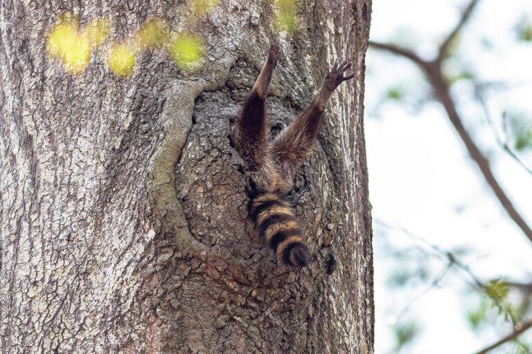 Charlie Davidson. Работа финалиста конкурса Comedy Wildlife Photography Awards 2020