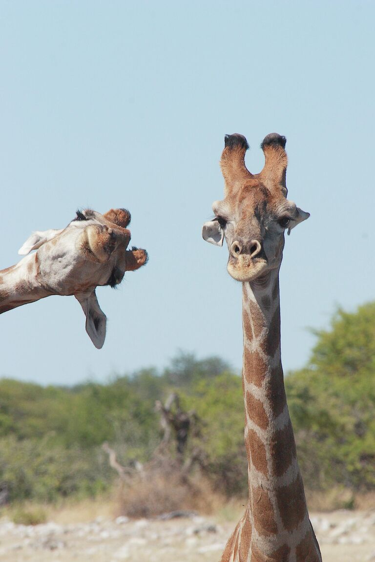 Brigitte Alcalay-Marcon. Работа финалиста конкурса Comedy Wildlife Photography Awards 2020