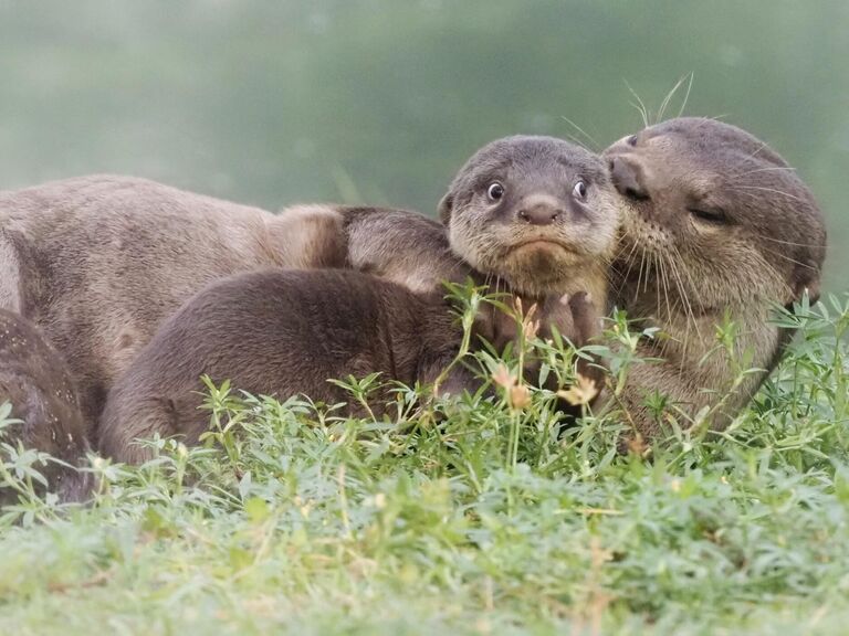 Max Teo. Работа финалиста конкурса Comedy Wildlife Photography Awards 2020