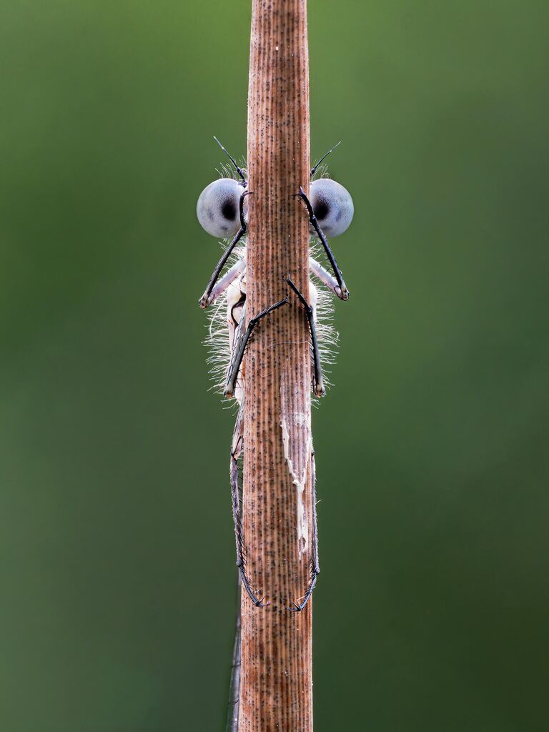 Tim Hearn. Работа финалиста конкурса Comedy Wildlife Photography Awards 2020